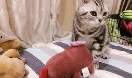 娱乐吃瓜酱胖猫,揭秘娱乐圈那些不为人知的幕后故事